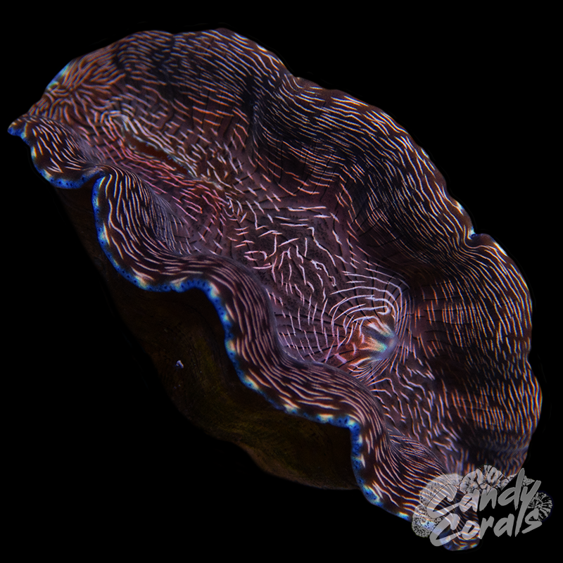 Ultra Derasa Clam