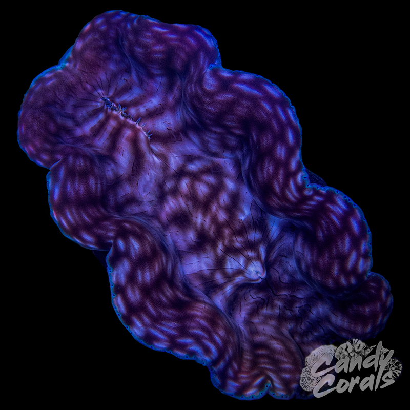 Ultra Derasa Clam