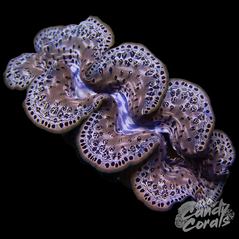 Ultra Maxima Clam WYSIWYG 20
