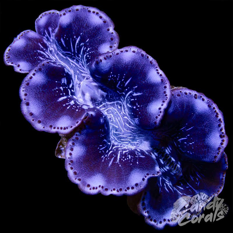 Ultra Maxima Clam WYSIWYG 21