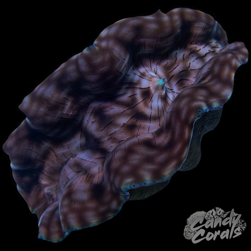 Ultra Derasa Clam