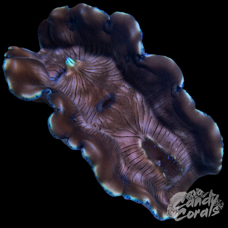 Ultra Derasa Clam