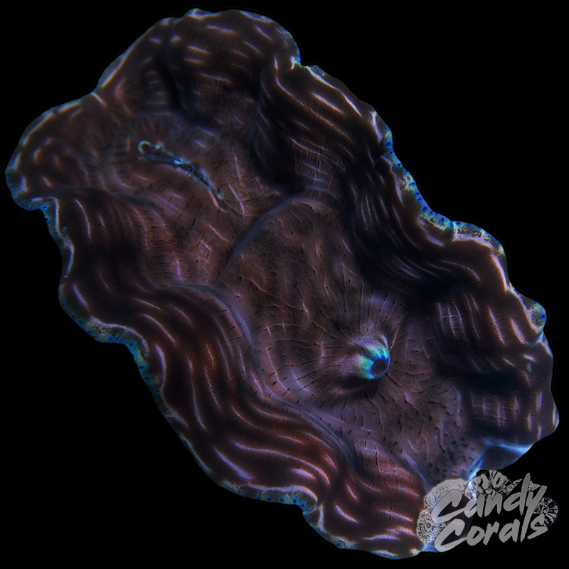 Ultra Derasa Clam