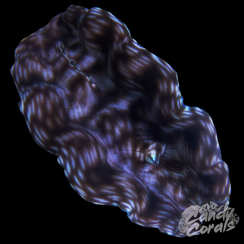 Ultra Derasa Clam