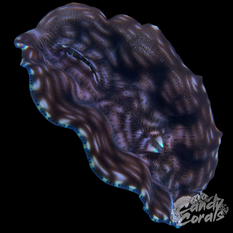 Ultra Derasa Clam