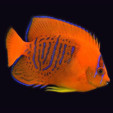 Captive Bred Clarion Angelfish