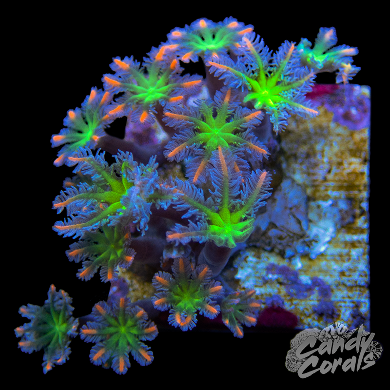 Rainbow Clove Polyp Frag
