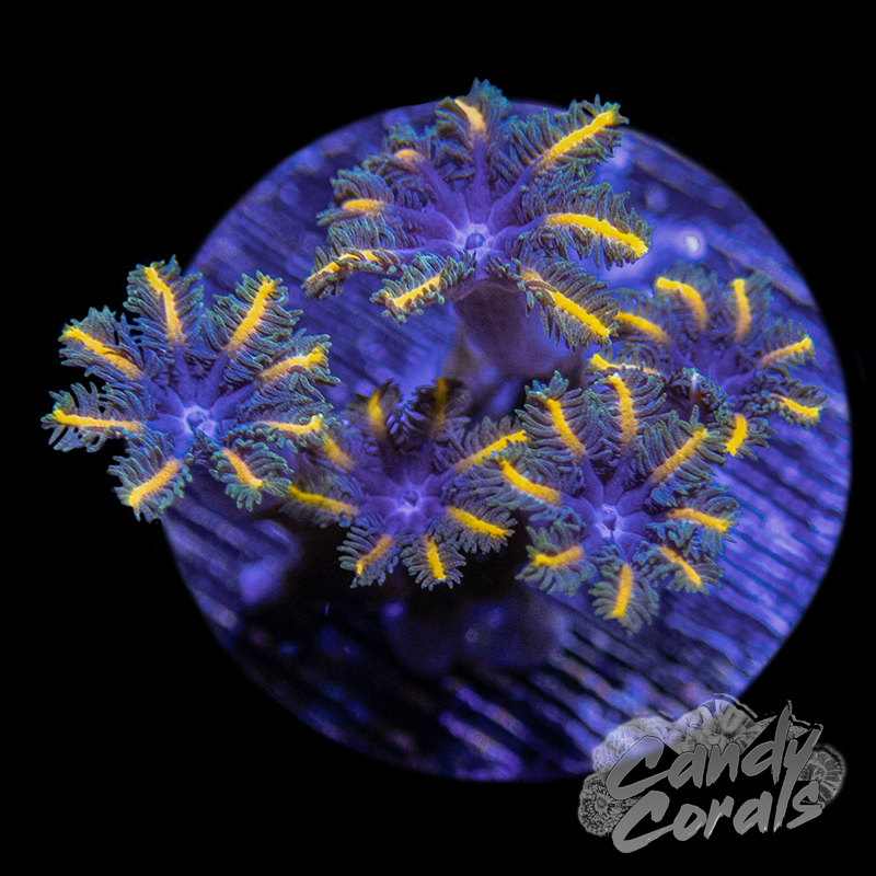 TSA Candy Corn Clove Polyp Frag Candy Corals