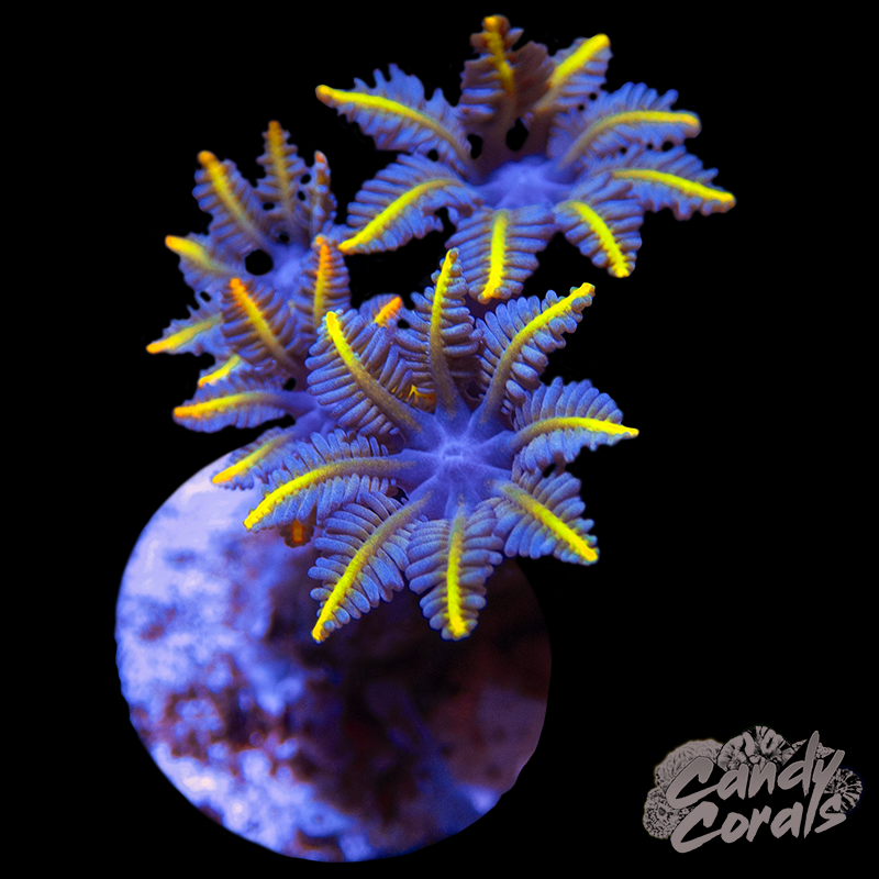 Twinkle Twinkle Maze Coral Frag B46 – Candy Corals