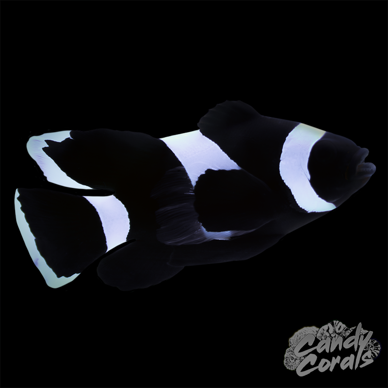 Black/Darwin Longfin Clownfish