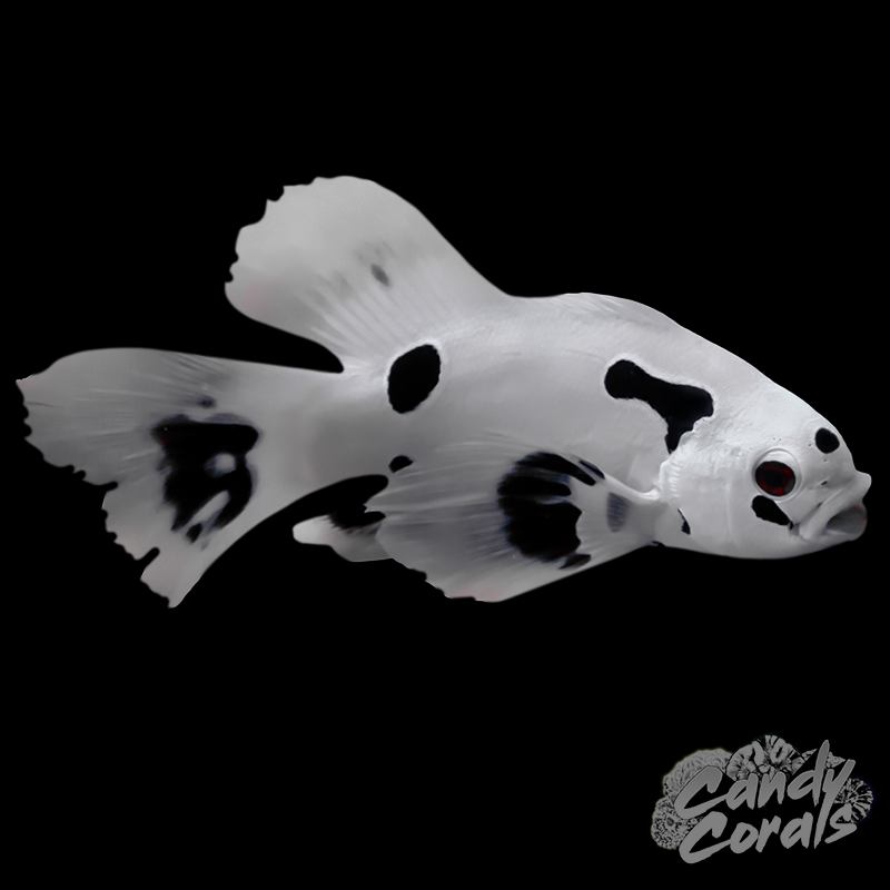 Black Super Storm Longfin  Clownfish
