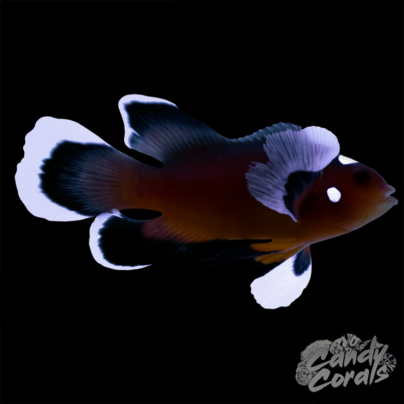 Extreme Misbar Mocha Longfin  Clownfish