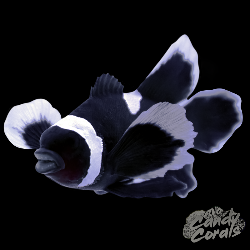 Extreme Misbar Black Longfin  Clownfish