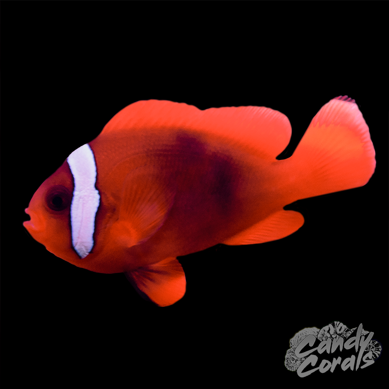 Captive Bred Spicy Tomato Hybrid Clownfish