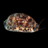 Large Arabian Cowrie Snail