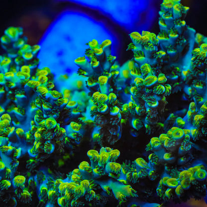 TSA Crazy Eight Acropora Speciosa Frag