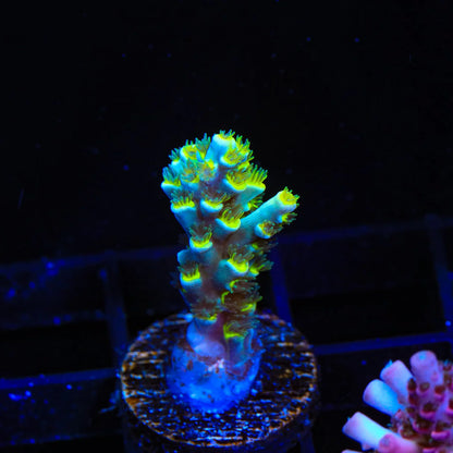 TSA Crazy Eight Acropora Speciosa Frag