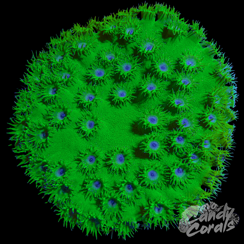Bright Green Pagoda Cup Coral Colony