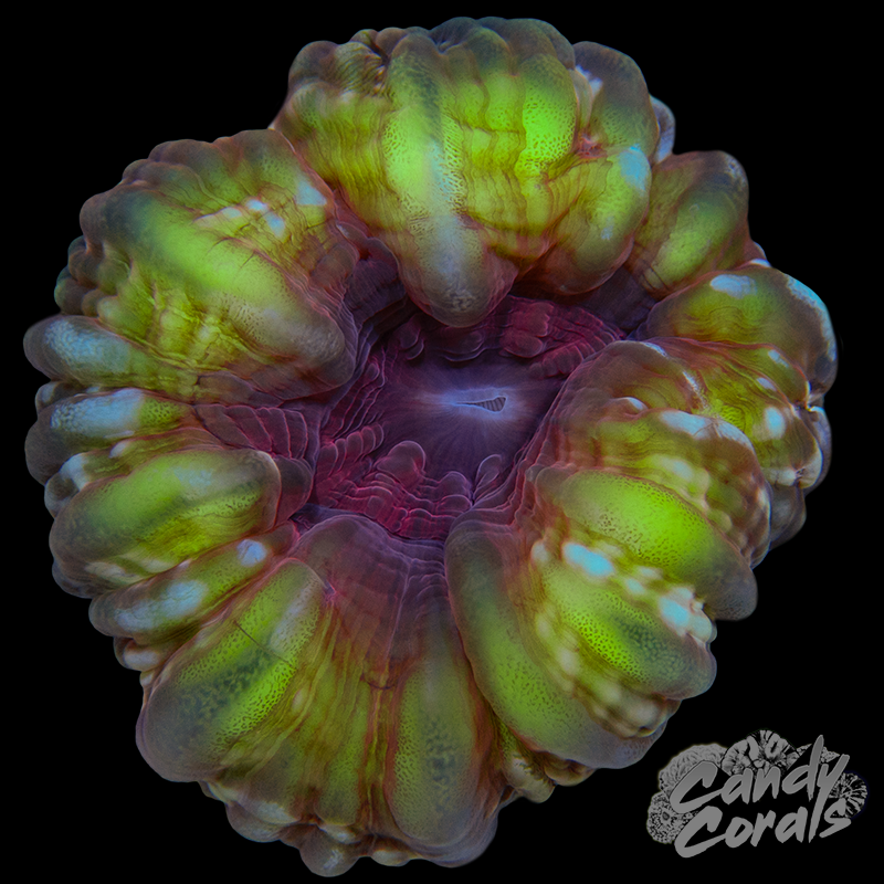 Ultra Cynarina WYSIWYG 87