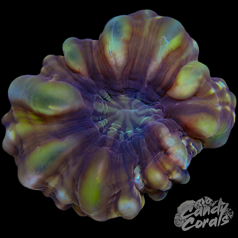 Ultra Cynarina WYSIWYG 88