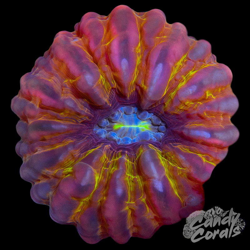 Ultra Cynarina WYSIWYG 57