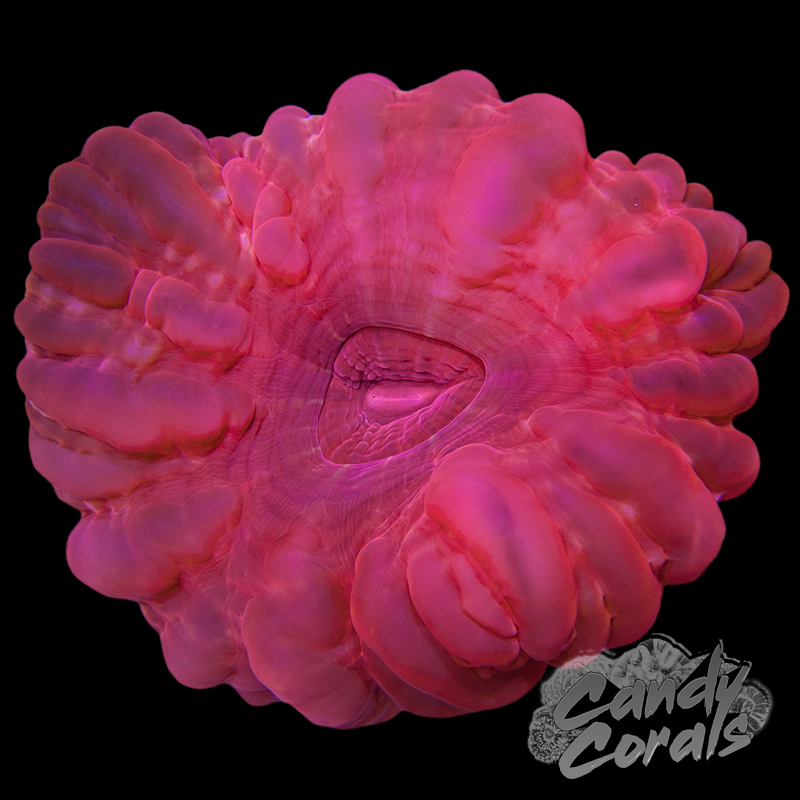 Ultra Red Cynarina