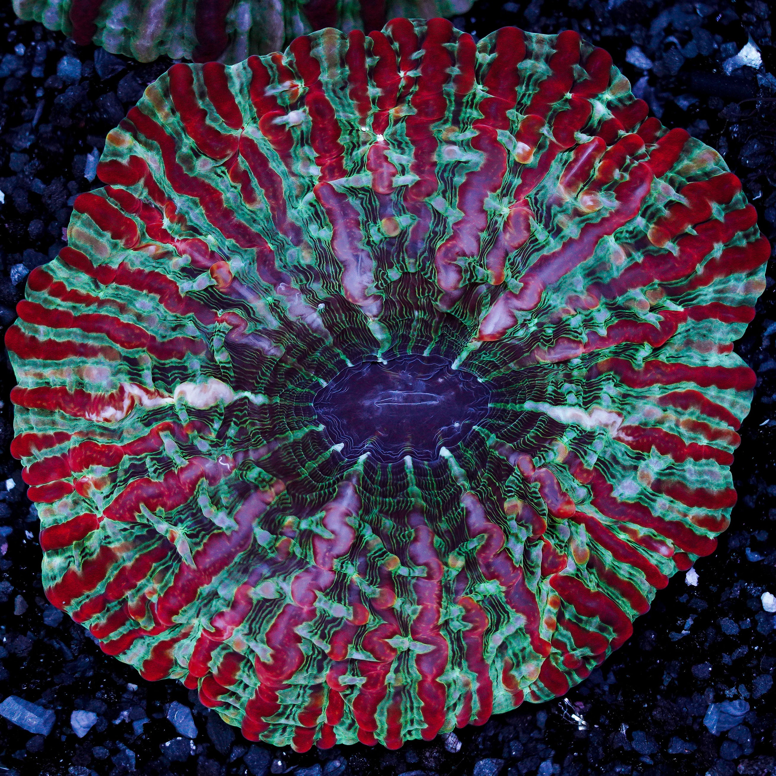 Ultra Cynarina WYSIWYG 63