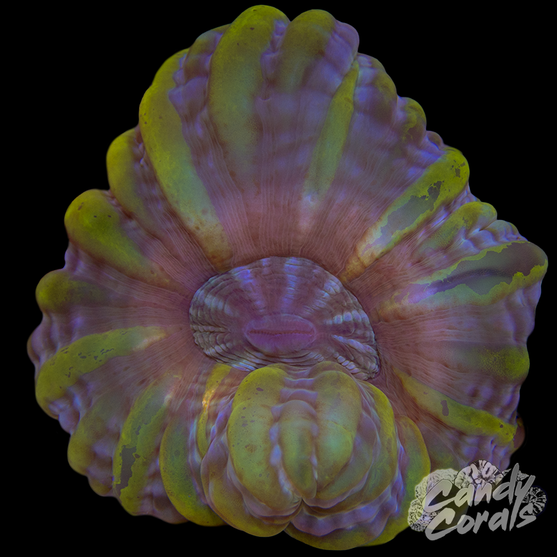 Ultra Cynarina WYSIWYG 80