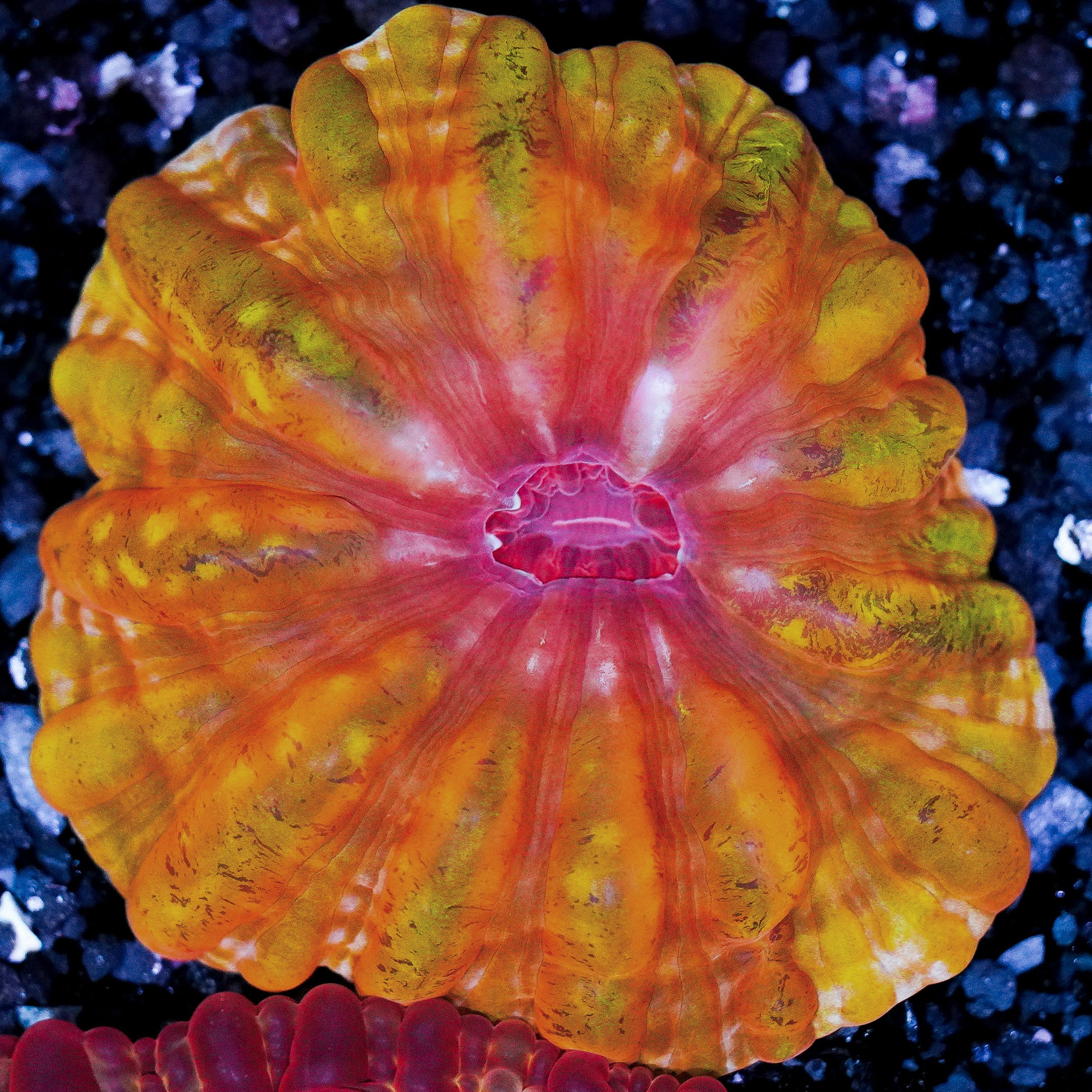 Orange Cynarina WYSIWYG 64