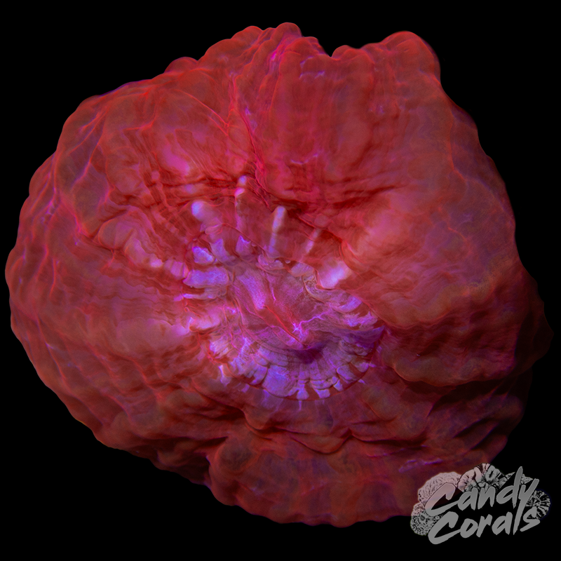 Ultra Cynarina WYSIWYG 8