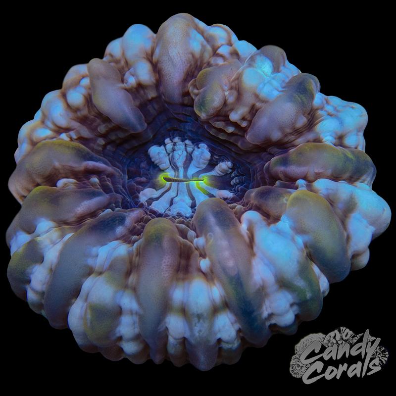 Ultra Cynarina WYSIWYG 90