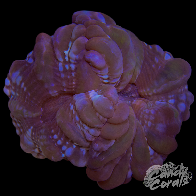 Ultra Cynarina WYSIWYG 79