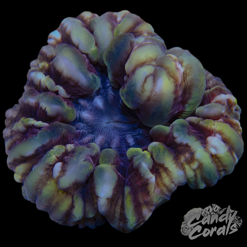 Ultra Cynarina WYSIWYG 91