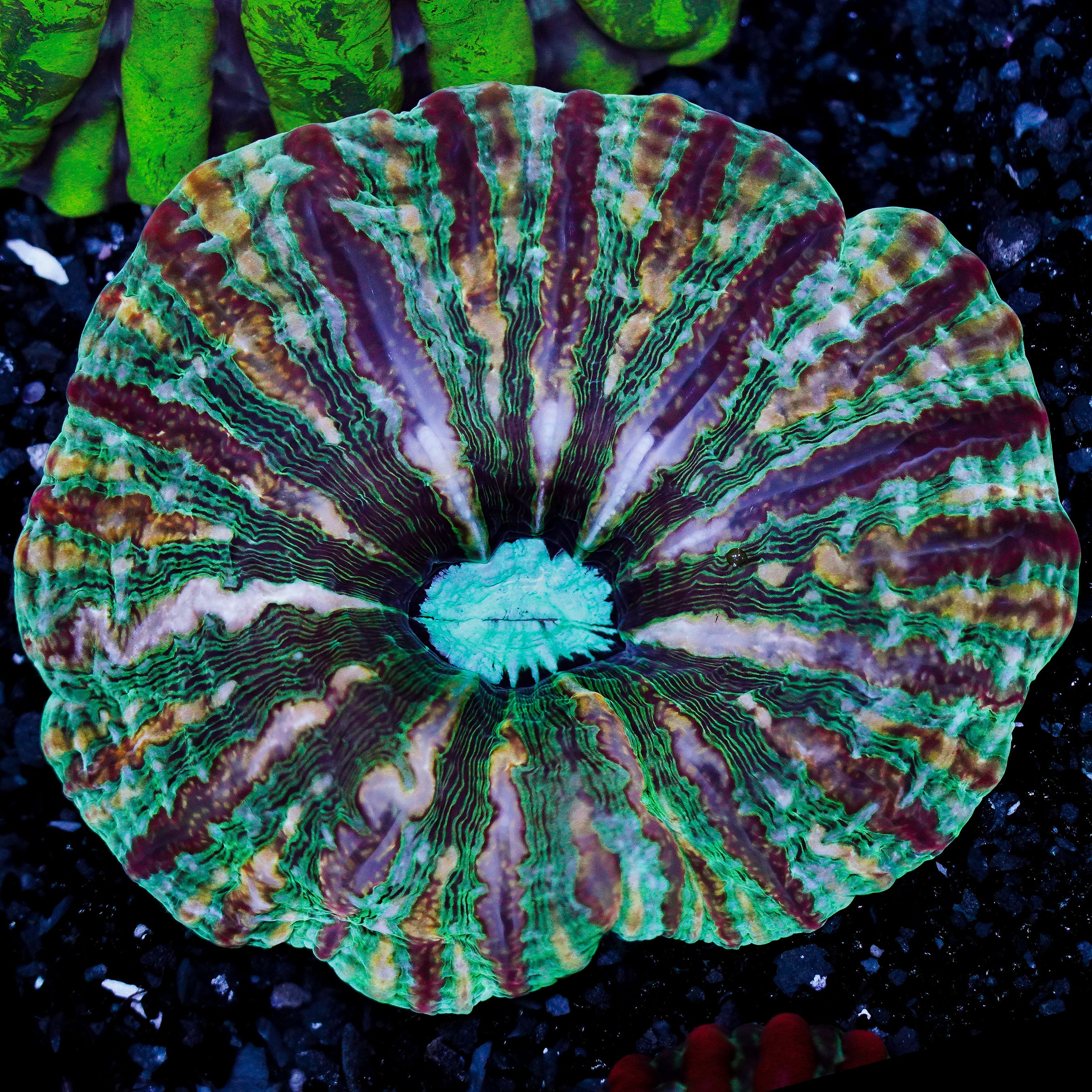 Ultra Cynarina WYSIWYG 71