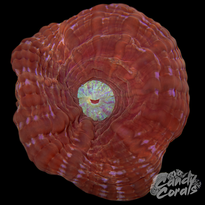 Ultra Cynarina WYSIWYG 43