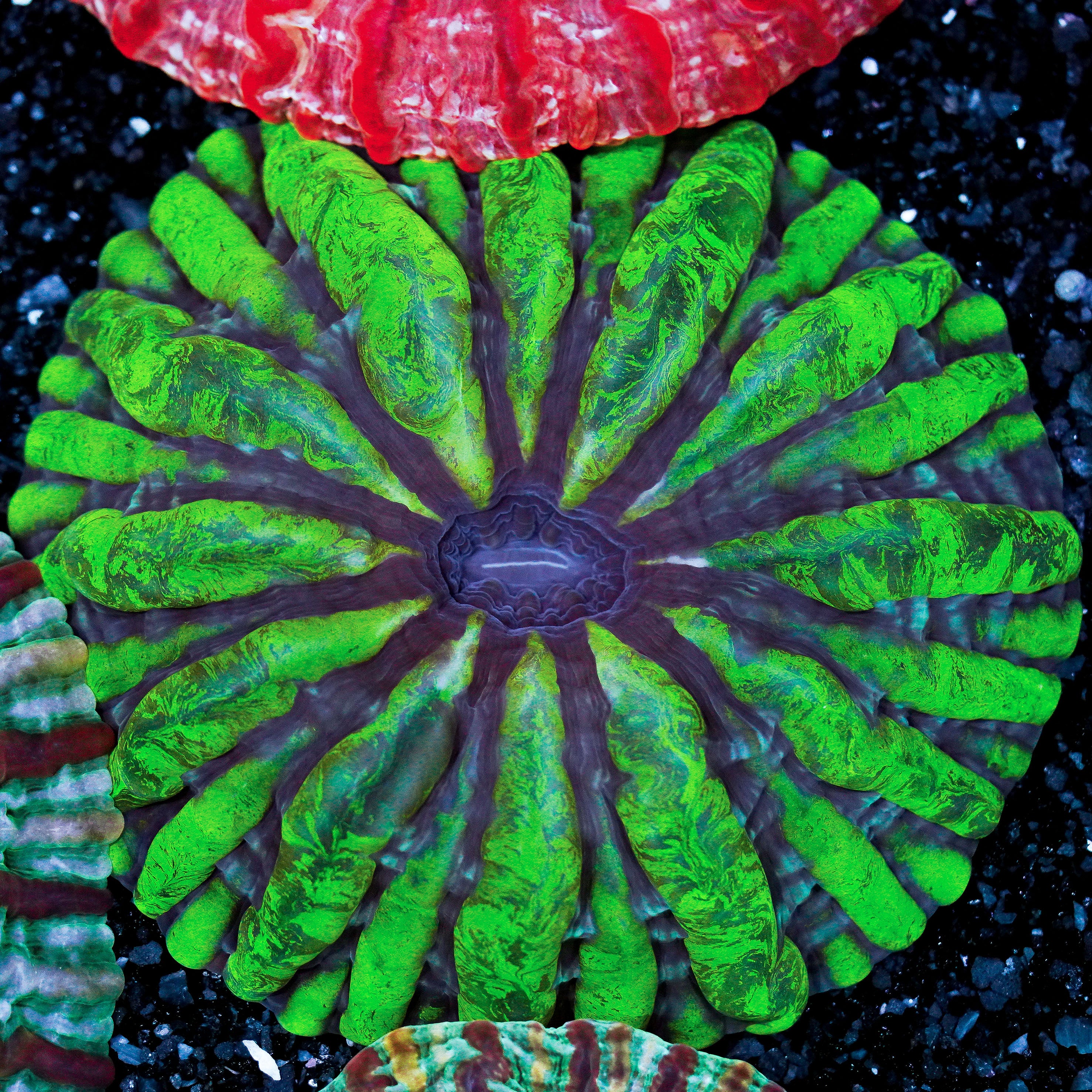 Ultra Cynarina WYSIWYG 73