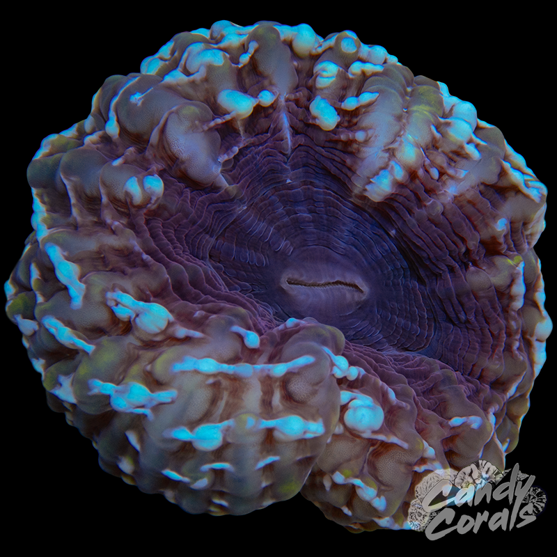 Ultra Cynarina WYSIWYG 93