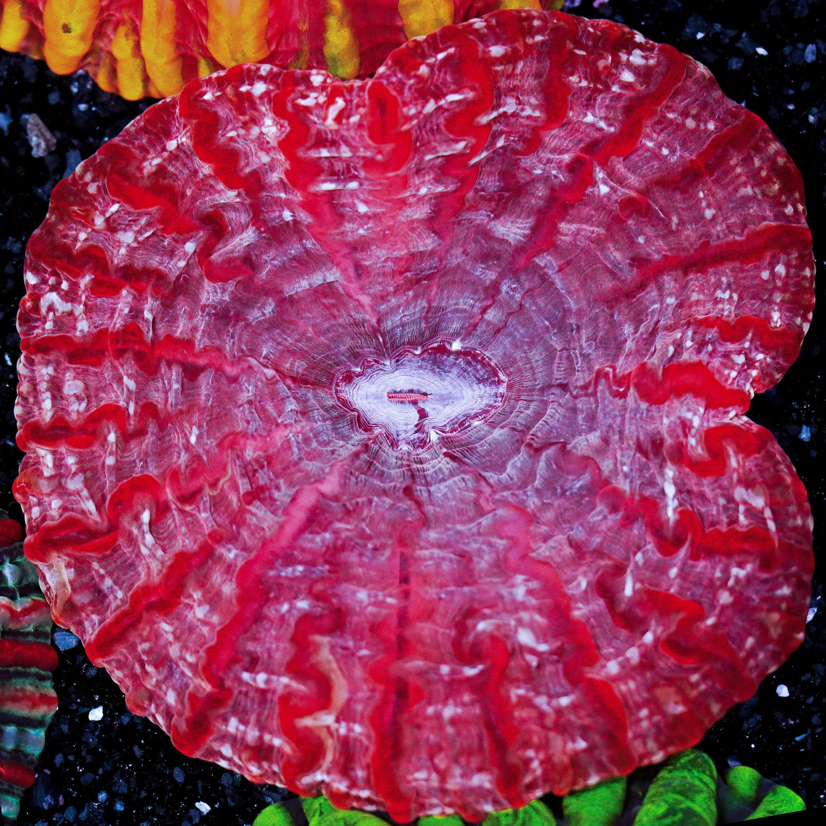 Red Cynarina WYSIWYG 74