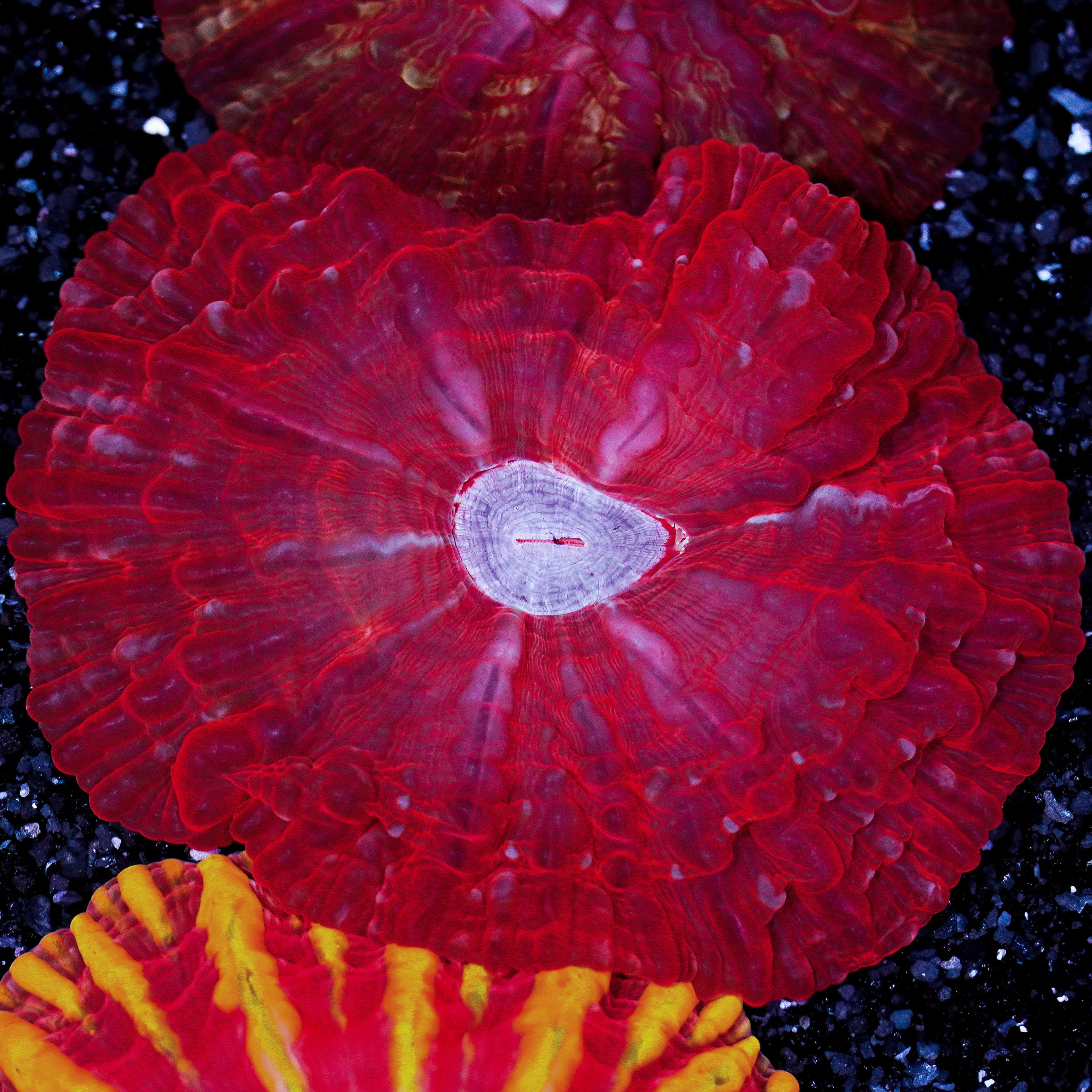 Red Cynarina WYSIWYG 75