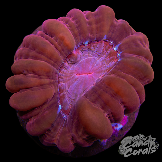 Ultra Cynarina WYSIWYG 64