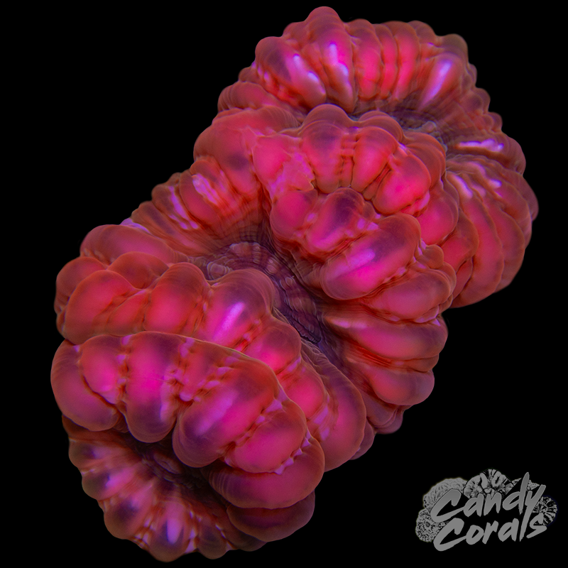 Triple Head Cynarina WYSIWYG 29