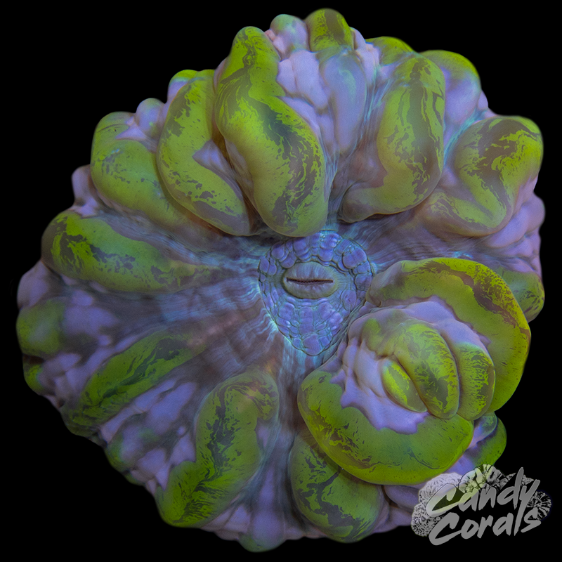 Ultra Cynarina WYSIWYG 35