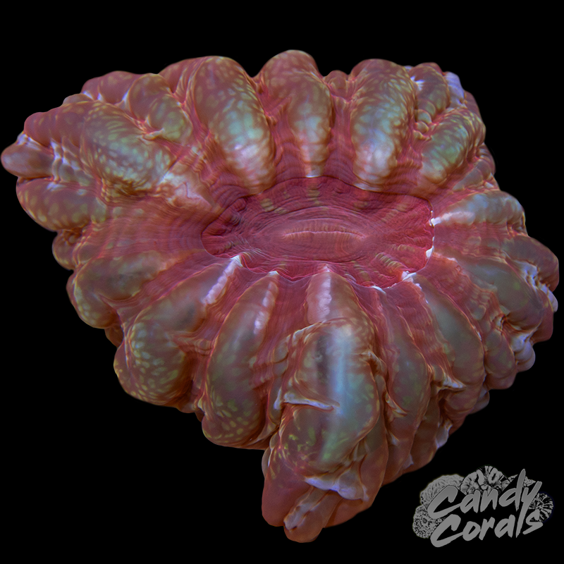 Ultra Cynarina WYSIWYG 13