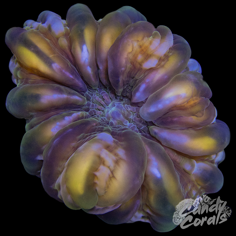 Ultra Cynarina WYSIWYG 69