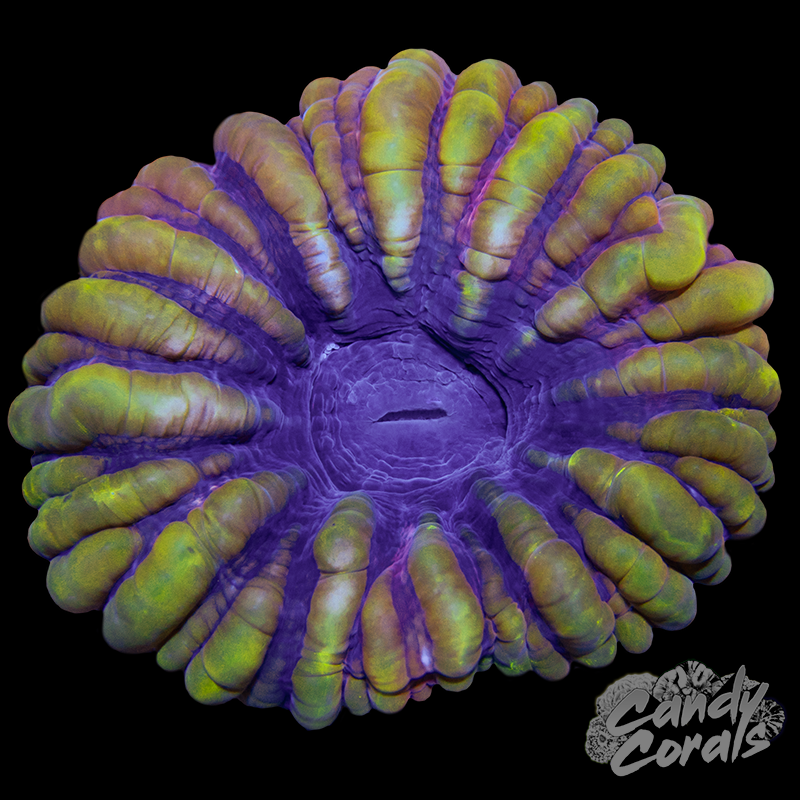 Ultra Cynarina WYSIWYG 66