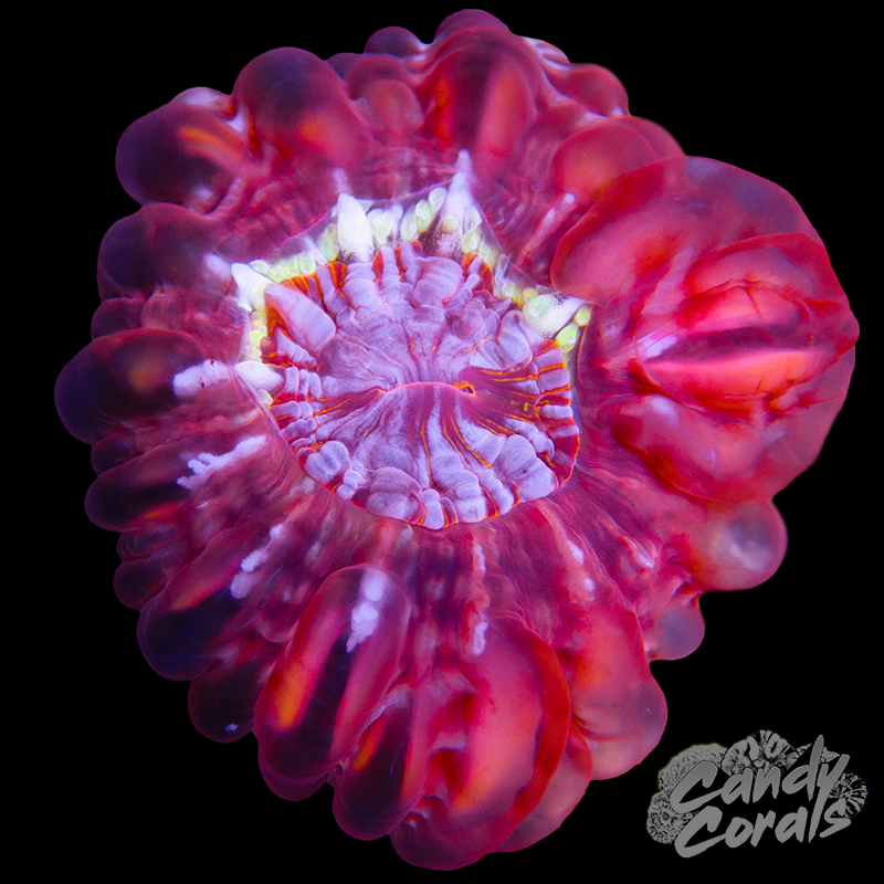 Red Cynarina WYSIWYG 14