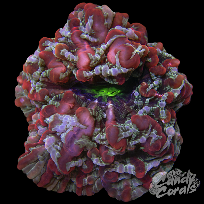 Ultra Indophyllia WYSIWYG 12