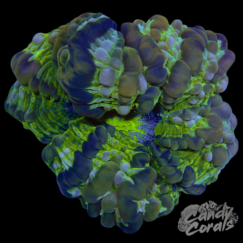 Green Cynarina WYSIWYG 16