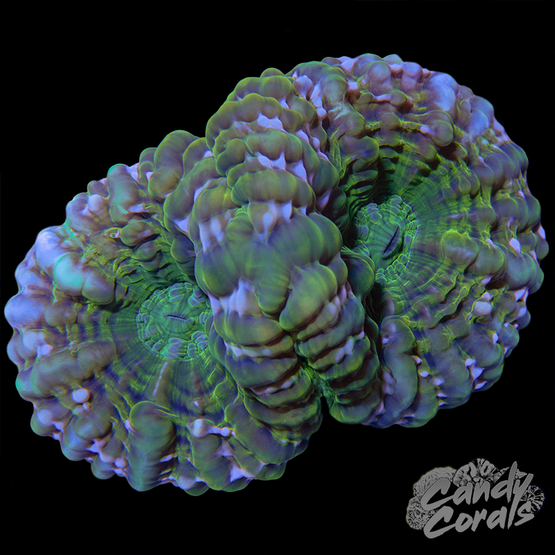 Double Head Cynarina WYSIWYG 29