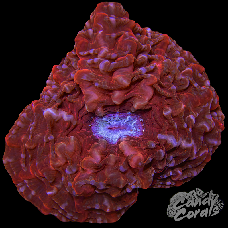 Ultra Red Cynarina WYSIWYG 10